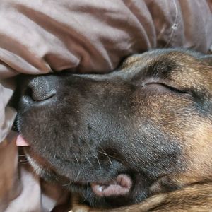 Meet your Posher, Lisa frank